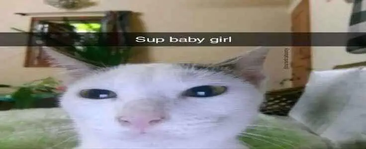 profile.banner_alt